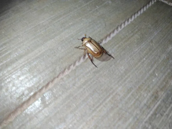 Closeup Cor Marrom Dung Beetle Inseto Perto Casa Cement Floor — Fotografia de Stock