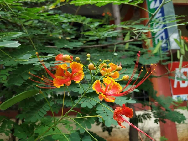 Nahaufnahme Von Roter Und Gelber Farbe Caesalpinia Pulcherrima Pflanze Mit — Stockfoto