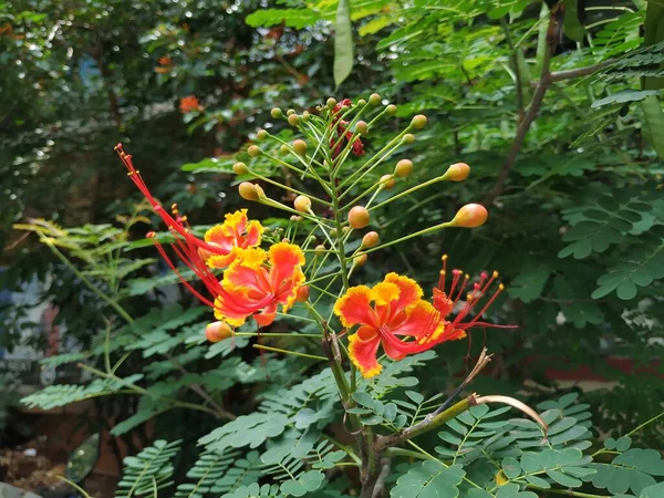 Detailní Záběr Červené Žluté Barvy Caesalpinia Pulcherrima Rostlina Květinami Rostlina — Stock fotografie