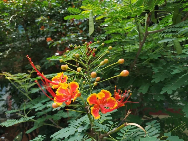 Primer Plano Color Rojo Amarillo Caesalpinia Pulcherrima Planta Con Flores — Foto de Stock