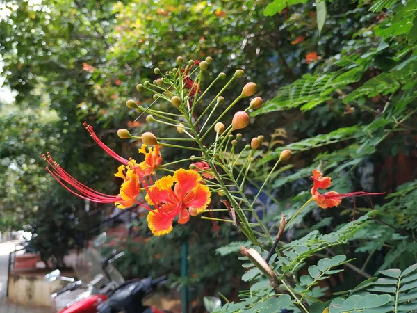 Primer Plano Color Rojo Amarillo Caesalpinia Pulcherrima Planta Con Flores — Foto de Stock