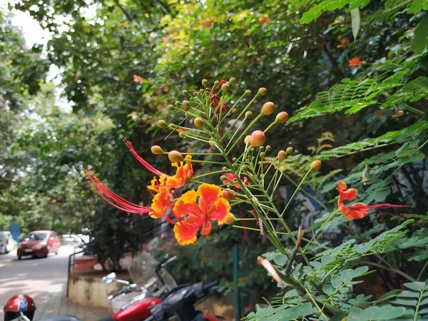 Fechar Cor Vermelha Amarela Caesalpinia Pulcherrima Planta Com Flores Planta — Fotografia de Stock