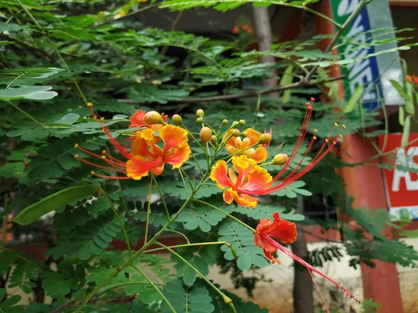 Zbliżenie Czerwony Żółty Kolor Caesalpinia Pulcherrima Roślin Kwiatami Roślin Ogrodzie — Zdjęcie stockowe