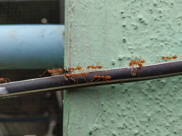 Closeup Formigas Tecelão Cor Vermelha Laranja Deslocando Mosca Morta Acima — Fotografia de Stock