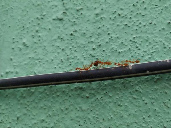 Closeup Formigas Tecelão Cor Vermelha Laranja Deslocando Mosca Morta Acima — Fotografia de Stock