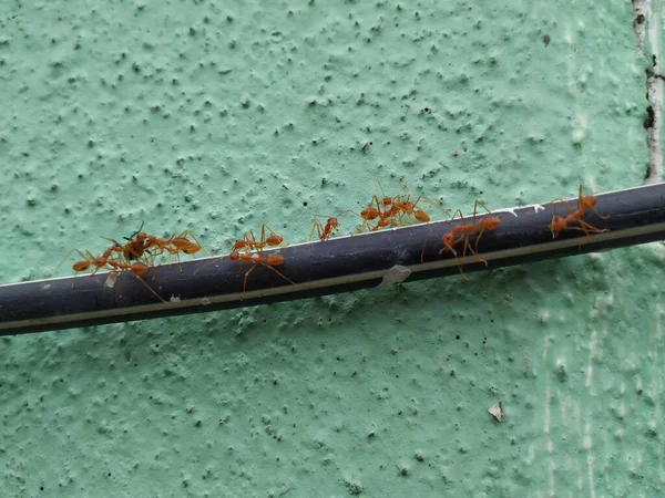 Closeup Formigas Tecelão Cor Vermelha Laranja Deslocando Mosca Morta Acima — Fotografia de Stock