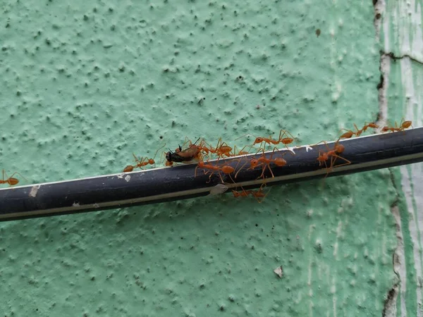 Closeup Red Orange Color Weaver Ants Menggeser Lalat Mati Atas — Stok Foto