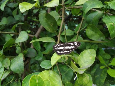 Hindistan Siyah ve Beyaz Kelebeği 'nin yakın çekimi Ağacın üzerinde oturuyor