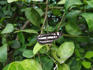 Hindistan Siyah ve Beyaz Kelebeği 'nin yakın çekimi Ağacın üzerinde oturuyor