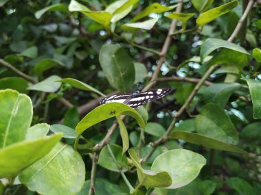 Hindistan Siyah ve Beyaz Kelebeği 'nin yakın çekimi Ağacın üzerinde oturuyor