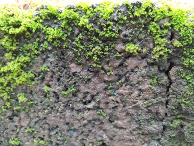 Kahverengi Renkli Küçük ya da Küçük Bitkiler, Eski Duvar yüzeyinde, Yağmurlu Mevsim boyunca Yosun 'un tepesinde büyürler.