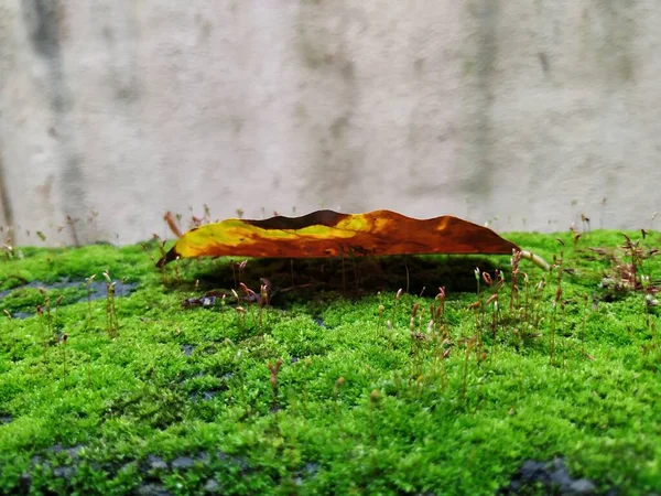 Closeup Brown Color Tiny Small Plants Grow Top Moss Old — Stock Photo, Image