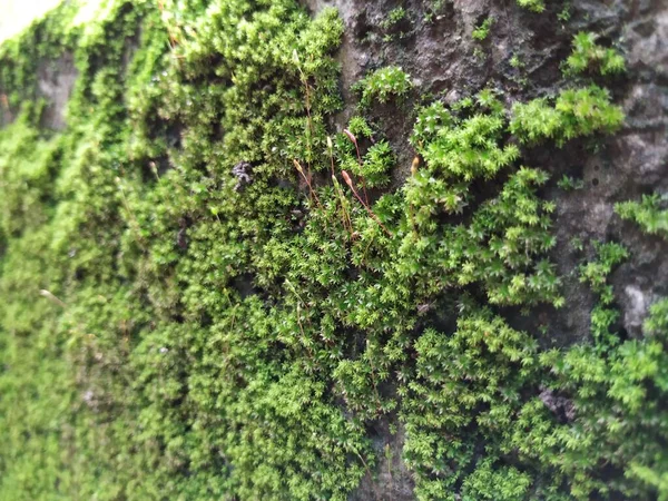 Closeup Brown Color Tiny Small Plants Grow Top Moss Old — Stock Photo, Image