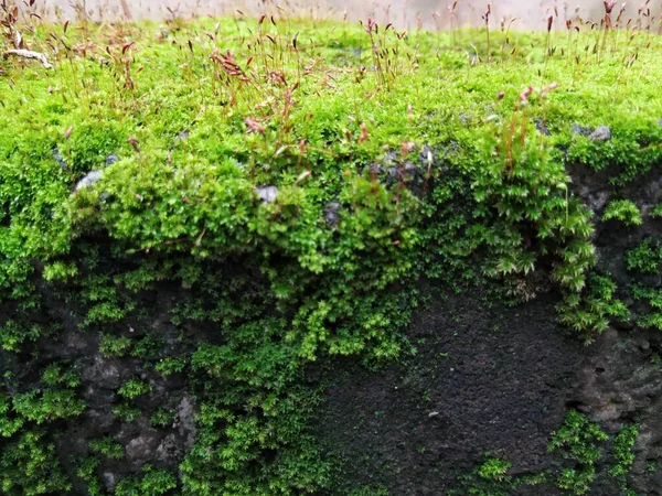 茶色い小さな植物や小さな植物の閉鎖は 雨の季節の間に古い壁の表面に苔の上に成長します — ストック写真