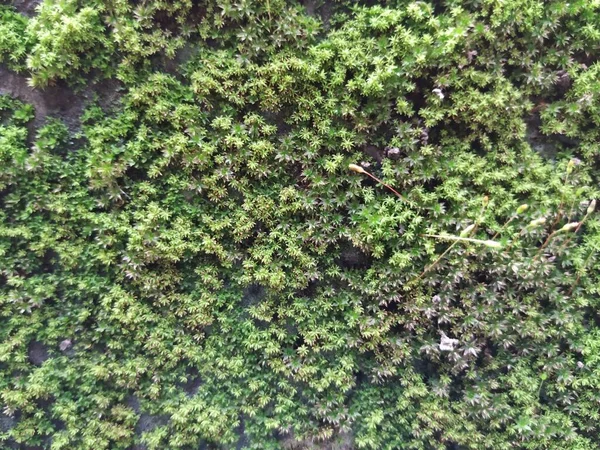 Kahverengi Renkli Küçük Küçük Bitkiler Eski Duvar Yüzeyinde Yağmurlu Mevsim — Stok fotoğraf