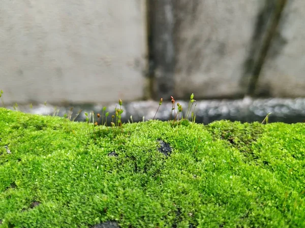 梅雨時の化合物壁上の苔と小植物の閉鎖 — ストック写真