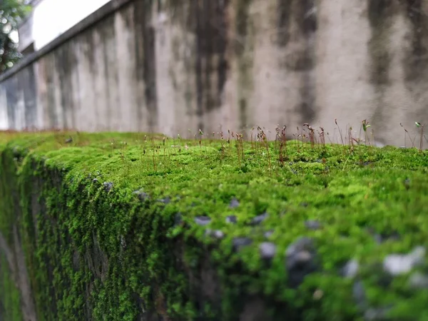 Nahaufnahme Von Moos Und Kleinen Pflanzen Auf Einer Verbundmauer Während — Stockfoto