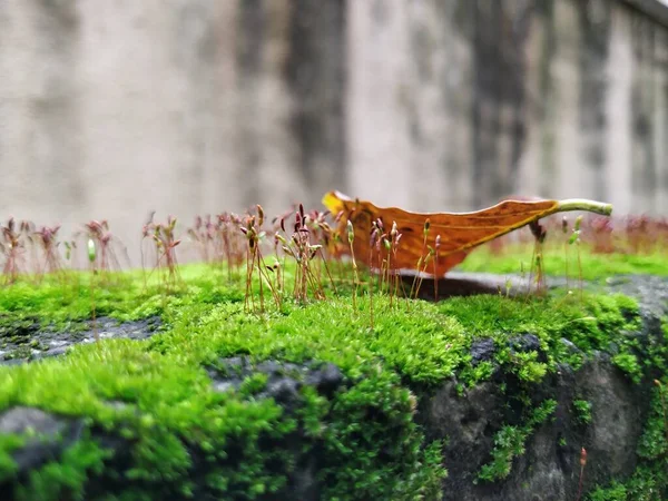 Closeup of Moss and small plants on a Compound wall during rainy season