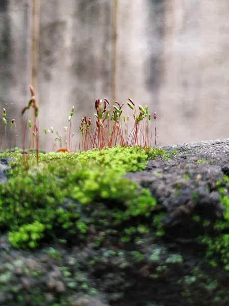 Closeup of Moss and small plants on a Compound wall during rainy season