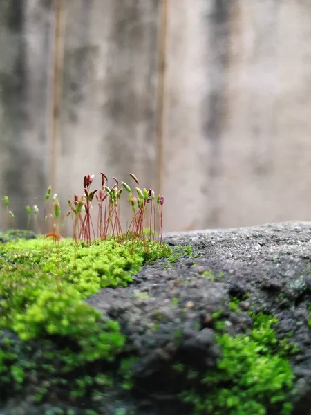 Closeup of Moss and small plants on a Compound wall during rainy season