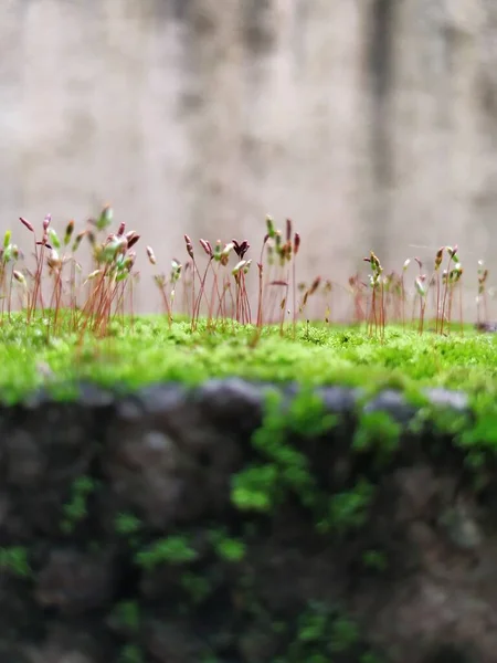 Closeup of Moss and small plants on a Compound wall during rainy season