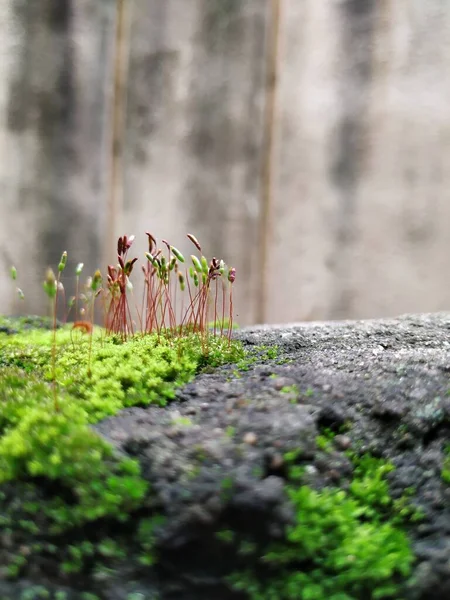 Gros Plan Mousse Petites Plantes Sur Mur Composé Pendant Saison — Photo
