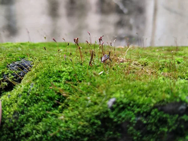 Yağmur Mevsiminde Moss Bileşik Bir Duvardaki Küçük Bitkilerin Yakın Çekimi — Stok fotoğraf