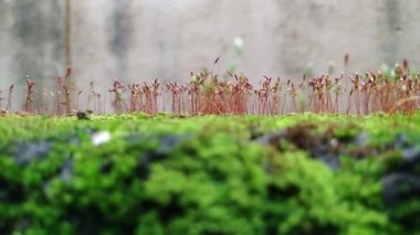 Yağmur mevsiminde Moss ve Bileşik bir duvardaki küçük bitkilerin yakın çekimi