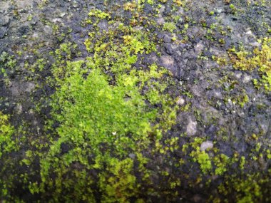 Yağmur mevsiminde Moss ve Bileşik bir duvardaki küçük bitkilerin yakın çekimi