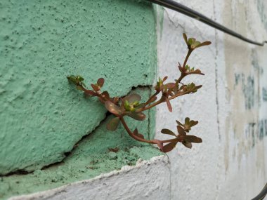 Kalın Yapraklı Bitki Purslane 'in Yakınlaşması Duvardaki Çatlak Bir Şehrin Yüzeyinde Büyüyor