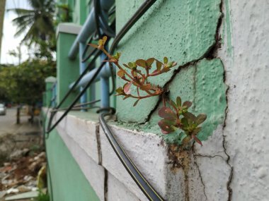 Kalın Yapraklı Bitki Purslane 'in Yakınlaşması Duvardaki Çatlak Bir Şehrin Yüzeyinde Büyüyor