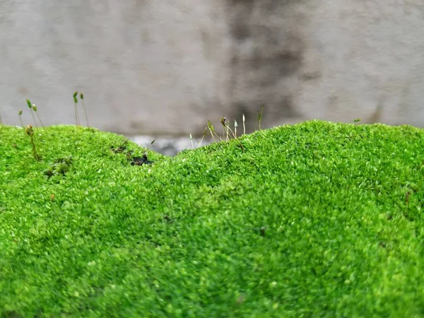 Closeup of Moss and small plants on a Compound wall during rainy season