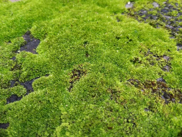 Closeup Moss Small Plants Compound Wall Rainy Season — Stock Photo, Image