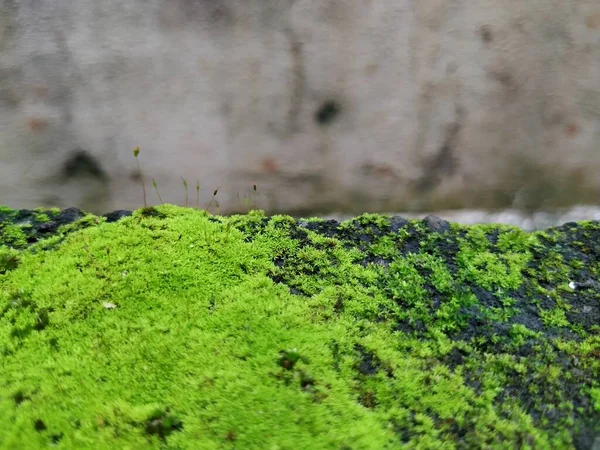 우기에 방벽에 이끼와 식물의 — 스톡 사진