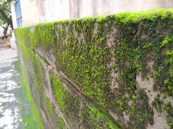 Closeup of Moss and small plants on a Compound wall during rainy season