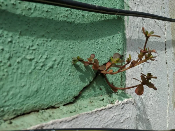 Thick Leaves Plant Purslane Grow Top Wall Cracked Place City — 스톡 사진