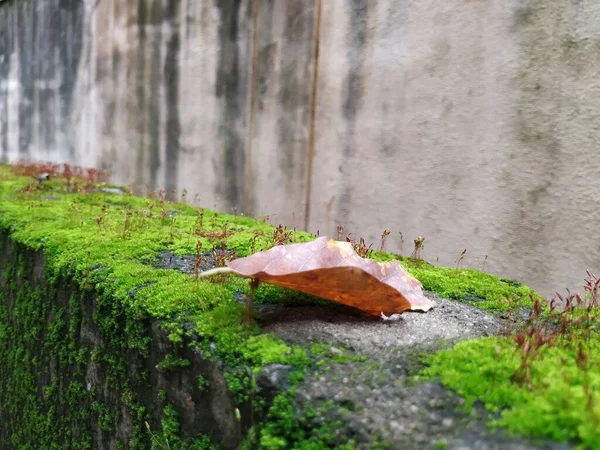 Closeup of Moss and small plants on a Compound wall during rainy season