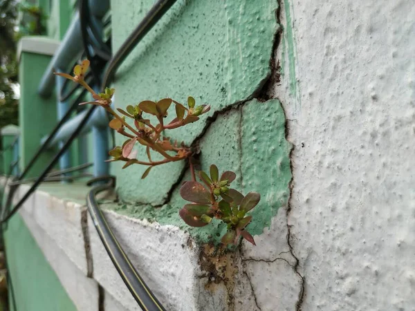 Zbliżenie Grubych Liści Roślin Purslane Rosną Szczycie Powierzchni Ściany Pęknięte — Zdjęcie stockowe