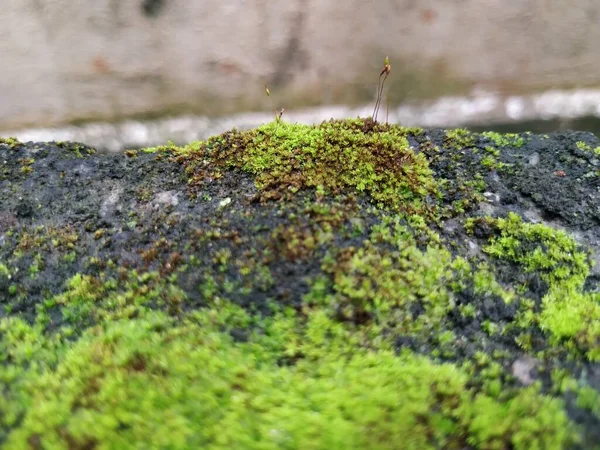 Closeup of Moss and small plants on a Compound wall during rainy season