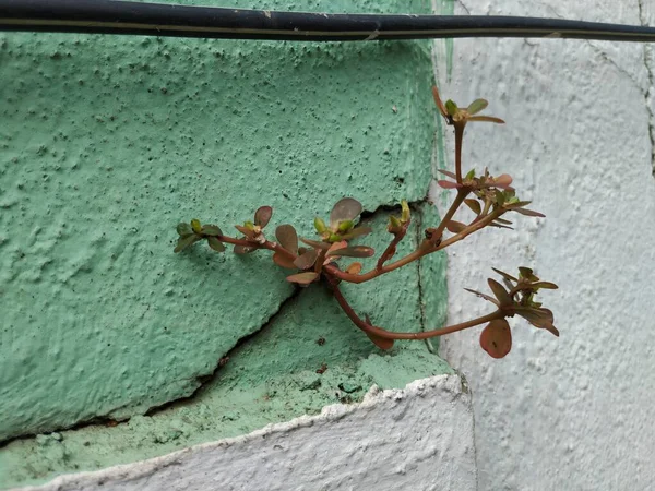 Gros Plan Feuilles Épaisses Plante Pourpier Grandir Sommet Surface Mur — Photo