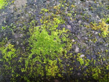 Yağmur mevsiminde Moss ve Bileşik bir duvardaki küçük bitkilerin yakın çekimi