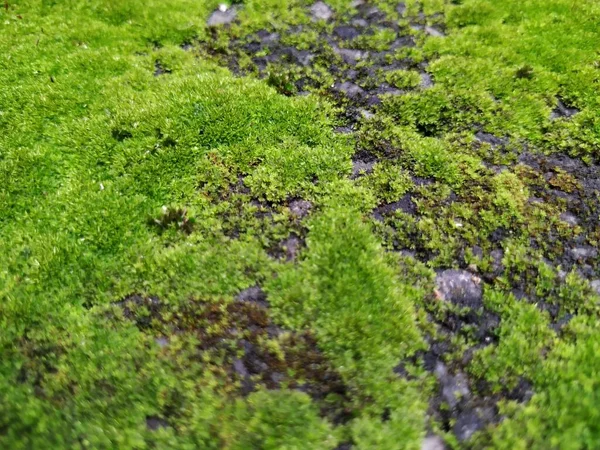 Yağmur Mevsiminde Moss Bileşik Bir Duvardaki Küçük Bitkilerin Yakın Çekimi — Stok fotoğraf