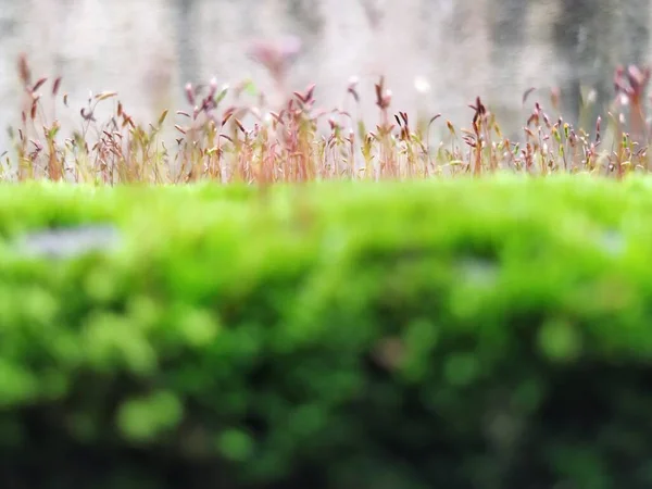 Closeup of Moss and small plants on a Compound wall during rainy season