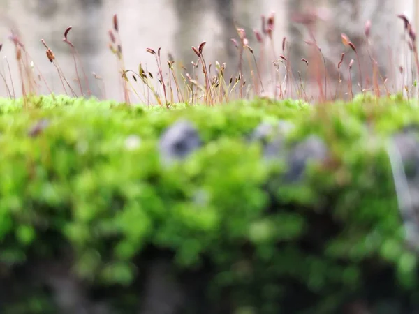 Primer Plano Moss Plantas Pequeñas Una Pared Compuesta Durante Temporada —  Fotos de Stock