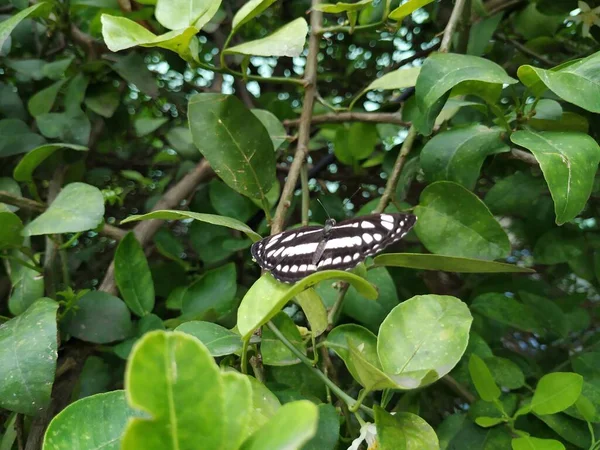 Szoros Indiai Fekete Fehér Színű Pillangó Felett — Stock Fotó