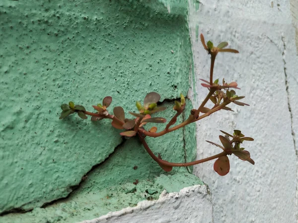 Thick Leaves Plant Purslane Grow Top Wall Cracked Place City — 스톡 사진