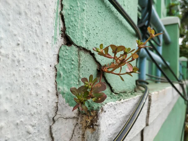 Zbliżenie Grubych Liści Roślin Purslane Rosną Szczycie Powierzchni Ściany Pęknięte — Zdjęcie stockowe