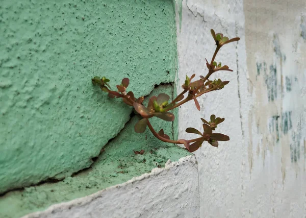 Thick Leaves Plant Purslane Grow Top Wall Cracked Place City — 스톡 사진