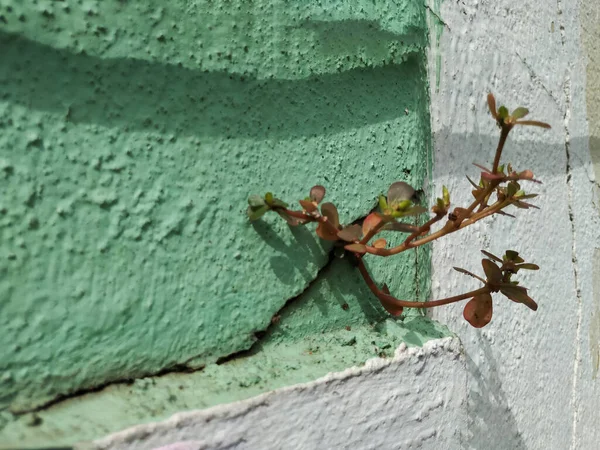 Thick Leaves Plant Purslane Grow Top Wall Cracked Place City — 스톡 사진