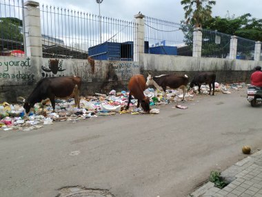 Bangalore, Karnataka / Hindistan-Ekim 15 2020: Kapanış ve Şehir Yol Kenarı 'nda Çöp Yiyen İnekler Grubu